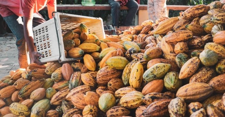 culture du cacao fève de cacao fabrication du chocolat
